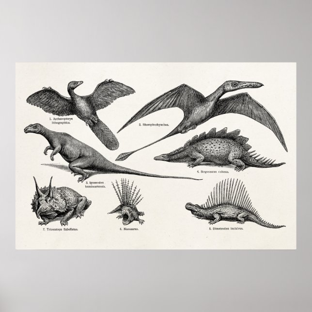 Vintage Dinosaur Illustration Retro Dinosaurs Poster (Front)