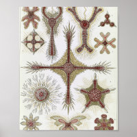 Vintage Disc Radiolarians Scientific Illustration