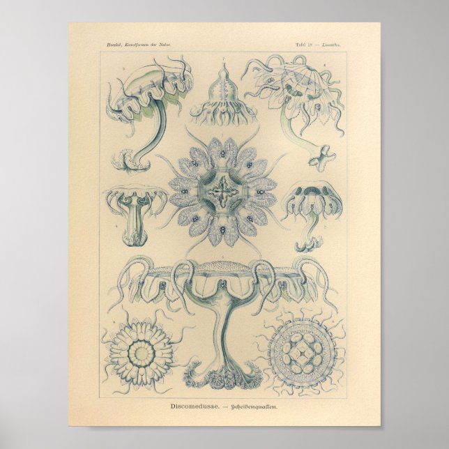 Vintage Discomedusae Colour Ernst Haeckel Print (Front)