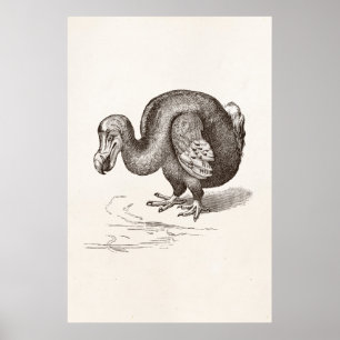 Vintage Dodo Bird Antique Bird Template Poster