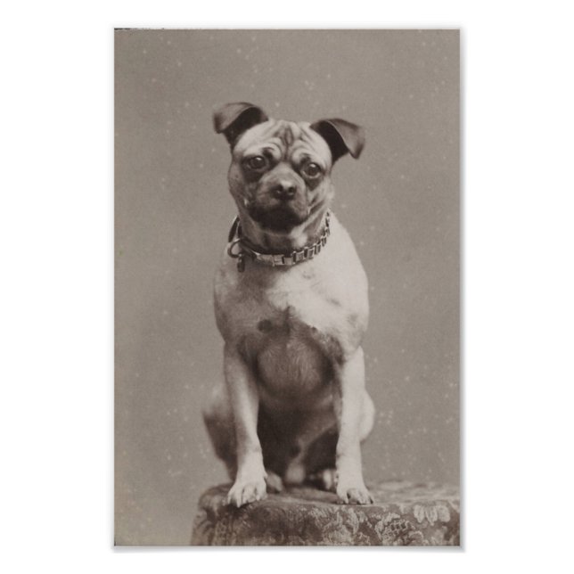 Vintage Dog Photo Print (Front)