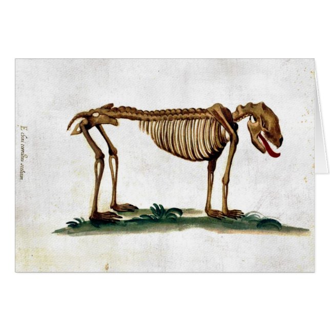 Vintage Dog Skeleton (Front Horizontal)
