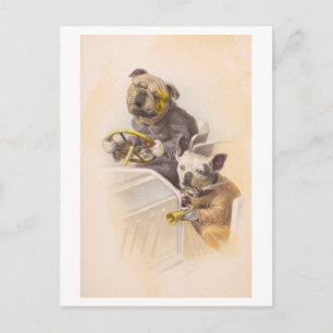 Vintage Dogs Driving a Car Postcard