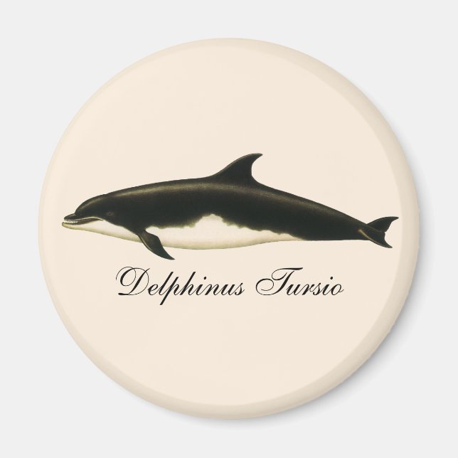 Vintage Dolphins Delphinus Tursio, Marine Mammals Magnet (Front)