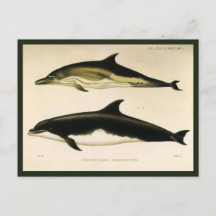 Vintage Dolphins, Marine Animals and Mammals Postcard
