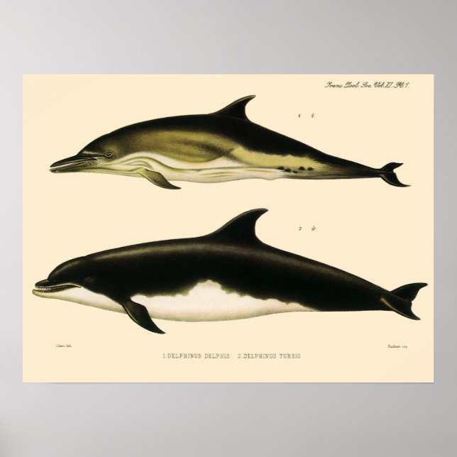 Vintage Dolphins, Marine Animals and Mammals Poster (Front)