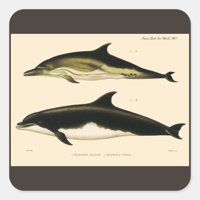 Vintage Dolphins, Marine Animals and Mammals Square Sticker (Front)