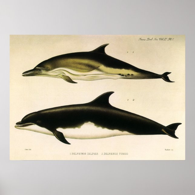 Vintage Dolphins, Marine Mammals Animals  Poster (Front)