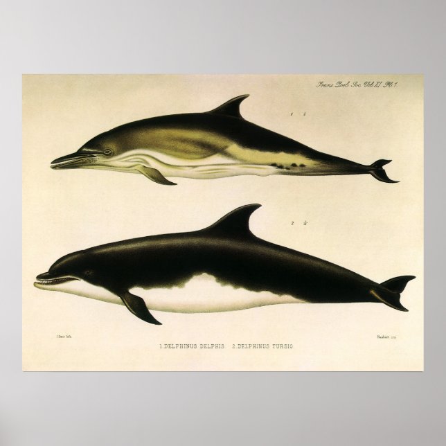 Vintage Dolphins, Marine Mammals Animals  Poster (Front)