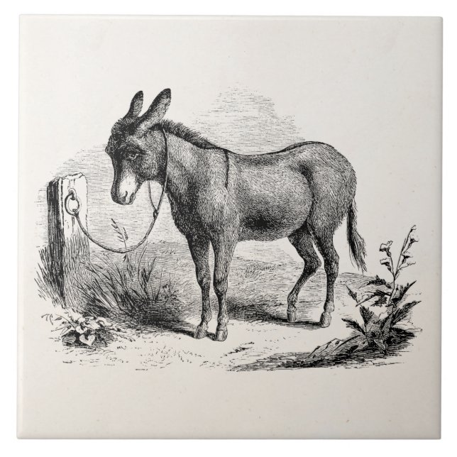Vintage Domestic Donkey Personalised Retro Donkeys Tile (Front)