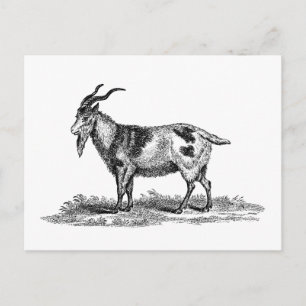 Vintage Domestic Goat Illustration - 1800's Goats Postcard