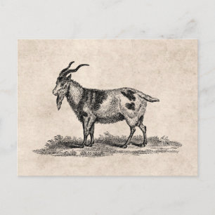Vintage Domestic Goat Illustration - 1800's Goats Postcard