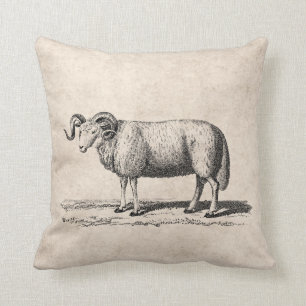 Vintage Domestic Sheep Illustration - 1800's Ram Cushion