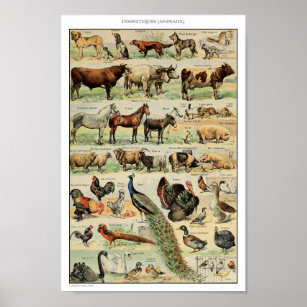 Vintage Domesticated Animals Illustration Poster