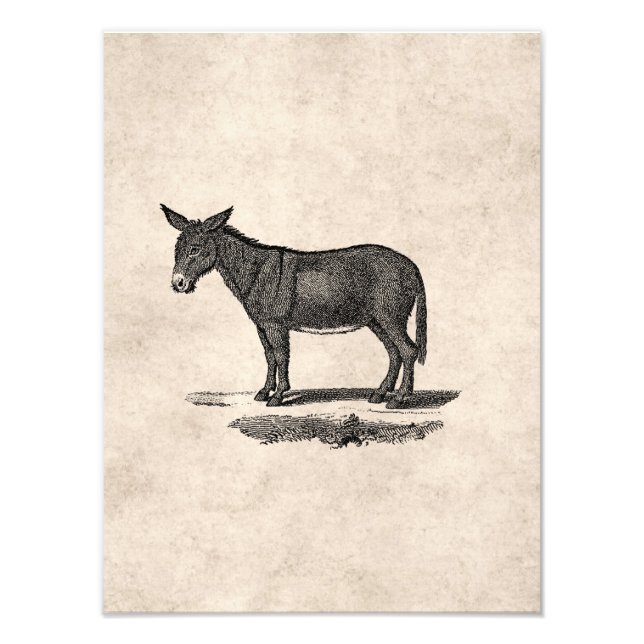 Vintage Donkey Illustration - 1800's Donkeys Photo Print (Front)