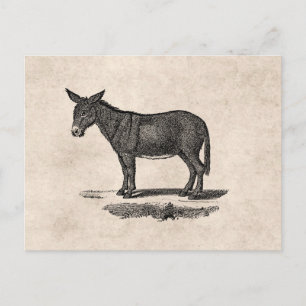 Vintage Donkey Illustration - 1800's Donkeys Postcard