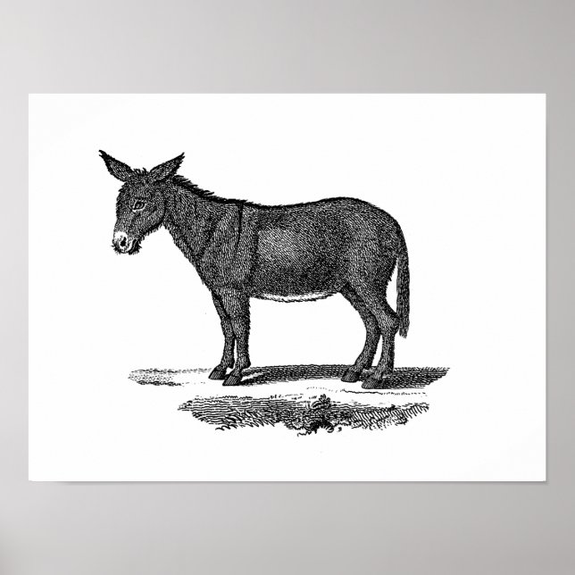 Vintage Donkey Illustration - 1800's Donkeys Poster (Front)