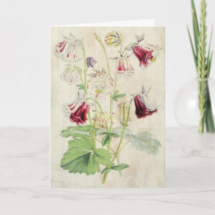 Vintage Double Carnation-Striped Columbine Card