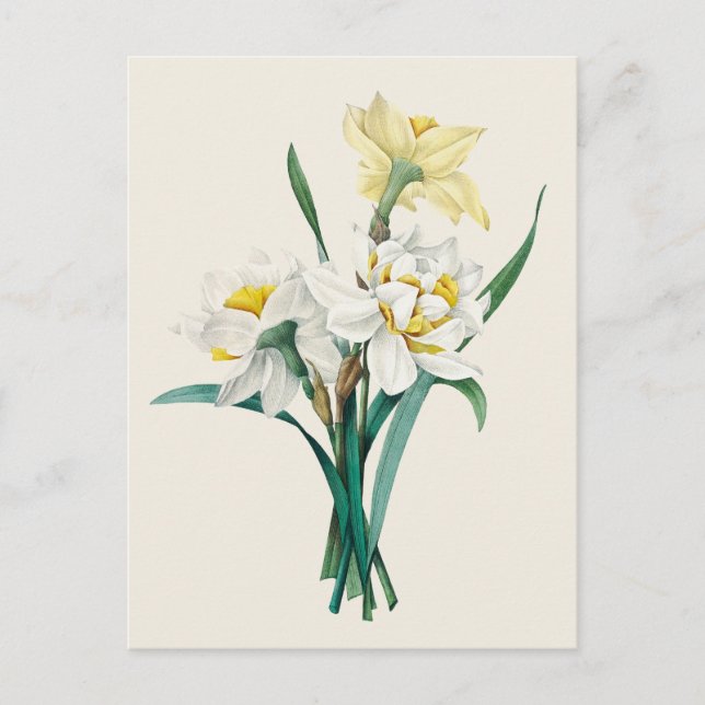 Vintage Double Narcissus Botanical Illustration Postcard (Front)