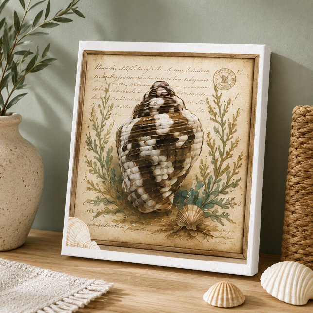 Vintage Dove Shell Botanical Illustration Coastal  Canvas Print (Creator Uploaded)