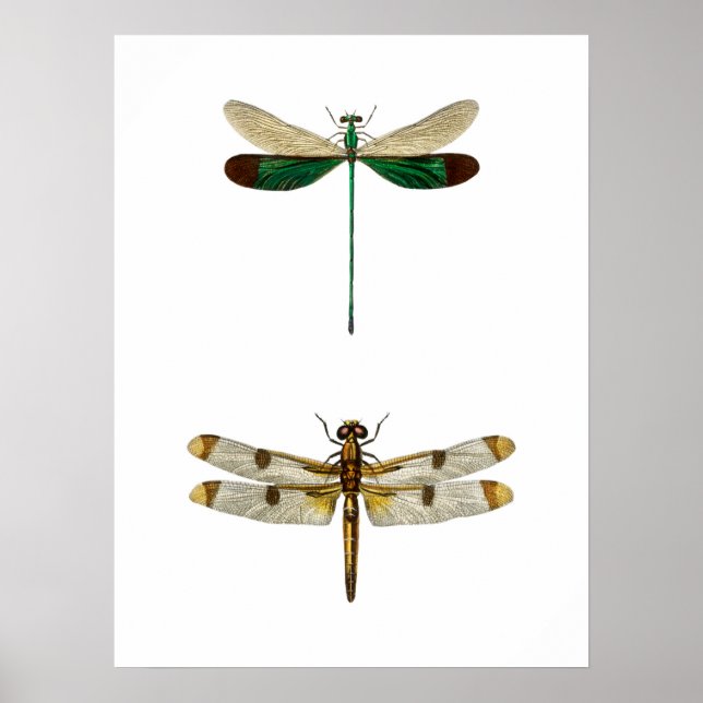 Vintage dragonfly Illustration Poster (Front)