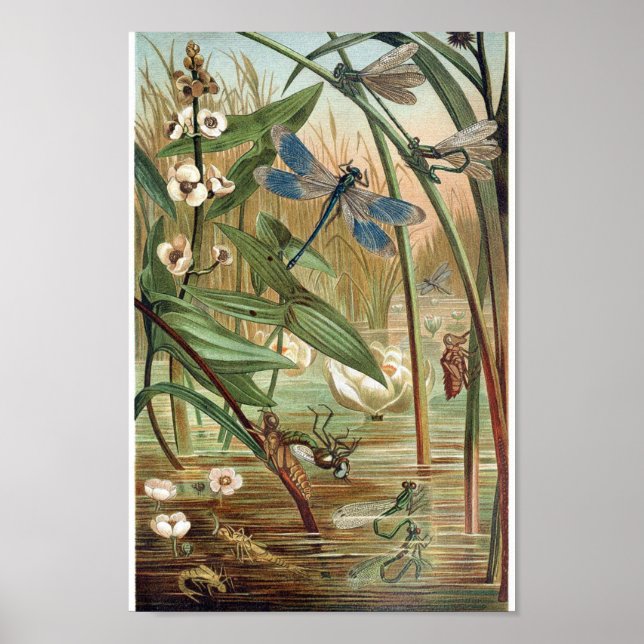 Vintage dragonfly Illustration Poster (Front)