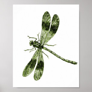 Vintage Dragonfly - Light Green Poster
