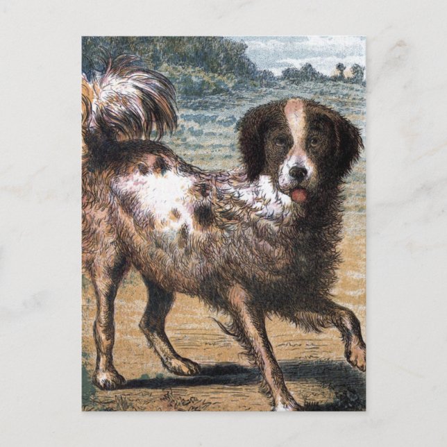 Vintage Drawing: A Stray Dog Postcard (Front)