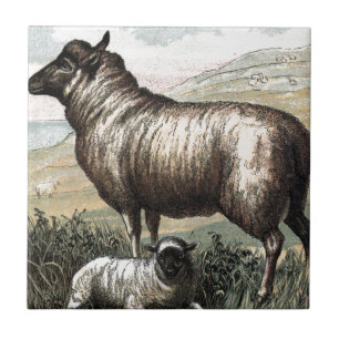 Vintage Drawing: Blackhead Persian (Sheep) Tile