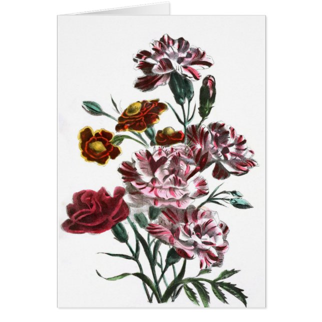 Vintage Drawing: Flemish Pink Flowers (Front)