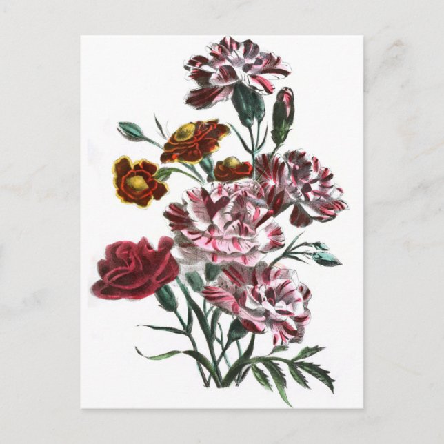 Vintage Drawing: Flemish Pink Flowers Postcard (Front)