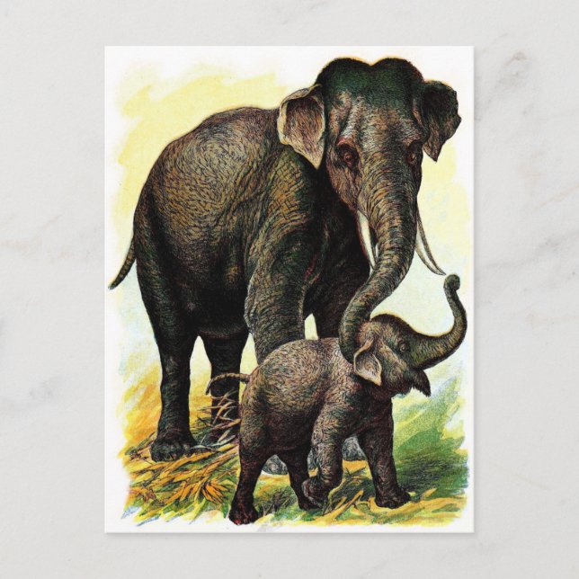 Vintage Drawing: Mother Elephant with Calf Postcard (Front)