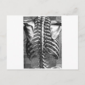 Vintage drawing of a spine and ribcage postcard