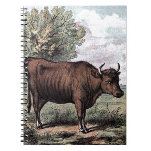 Vintage Drawing: Red Heifer Notebook