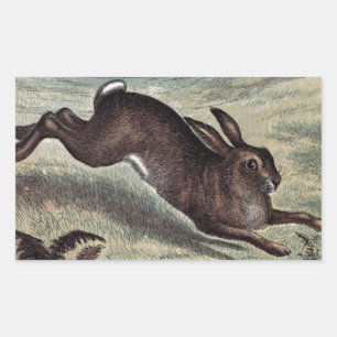 Vintage Drawing: Running Hare in a Field Rectangular Sticker