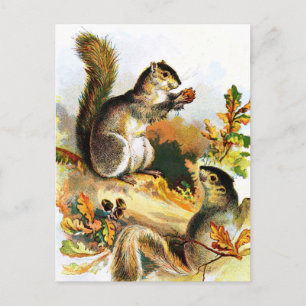 Vintage Drawing: Squirrels in Autumn Postcard