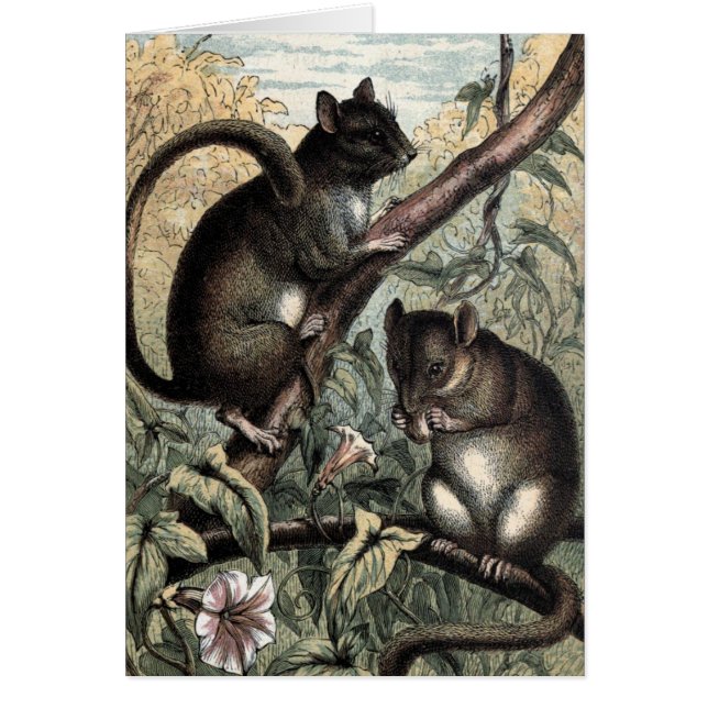 Vintage Drawing: The Dormouse (Front)