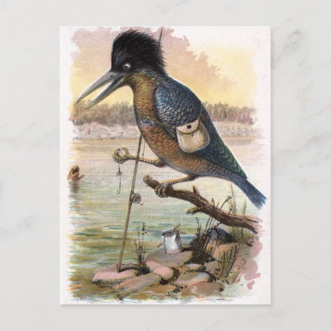Vintage Drawing: The Fishing Kingfisher Postcard (Front)
