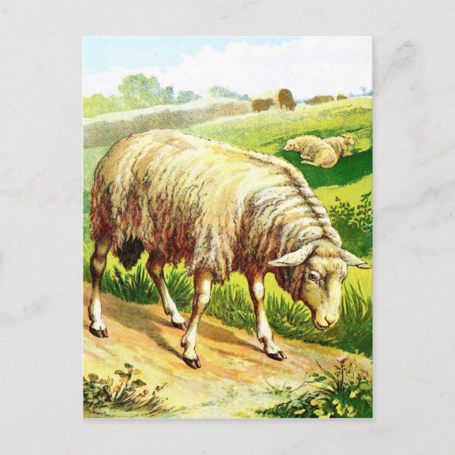 Vintage Drawing: The Sheep Postcard (Front)