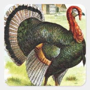 Vintage Drawing: The Turkey Square Sticker