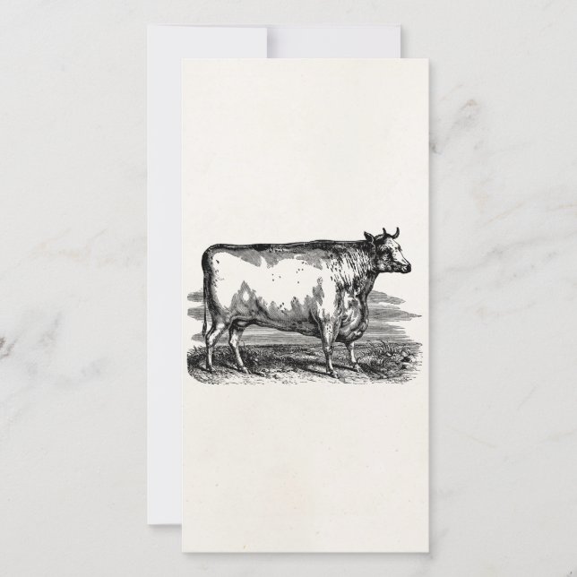 Vintage Durham Cow Bull Personalised Illustration (Front)