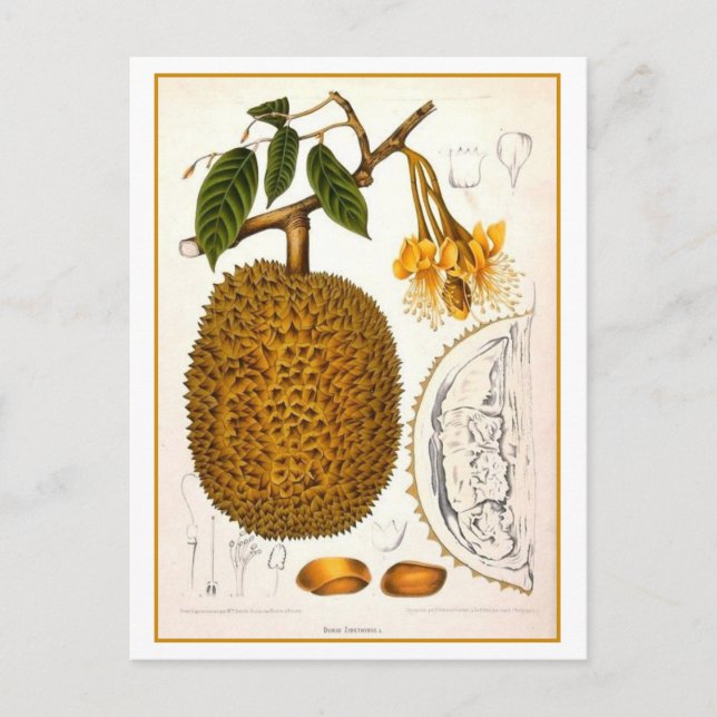 Vintage Durian Botanical Illustration Postcard (Front)