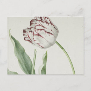 Vintage Dutch Art: White and Red Tulip Postcard