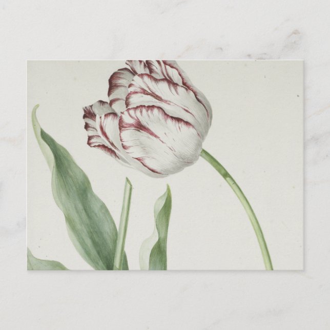 Vintage Dutch Art:  White and Red Tulip Postcard (Front)