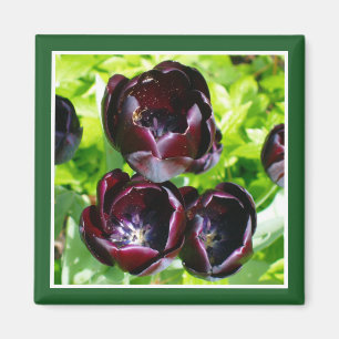 Vintage Dutch Purple Green Black Tulips Photo Magnet
