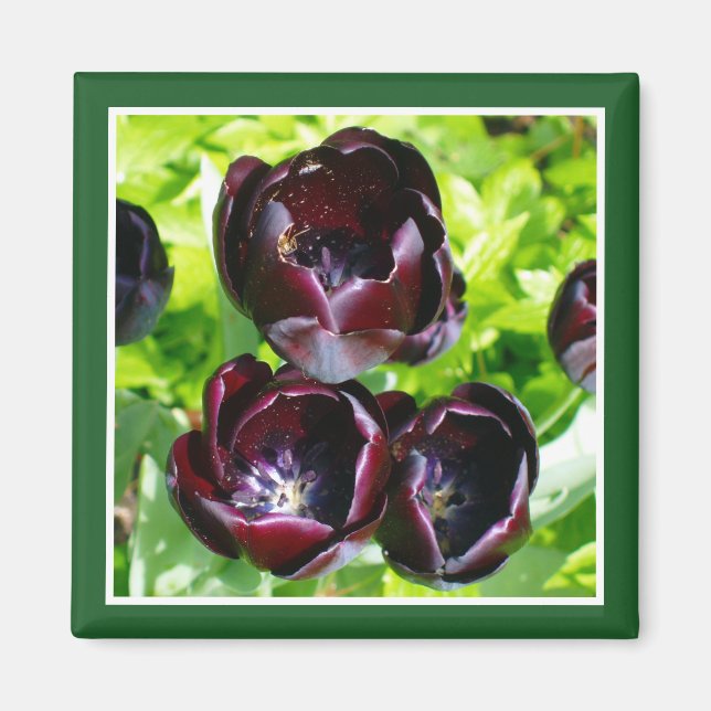 Vintage Dutch Purple Green Black Tulips Photo Magnet (Front)