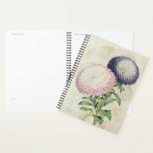 Vintage Dwarf Chrysanthemum-Flowered Asters Planner