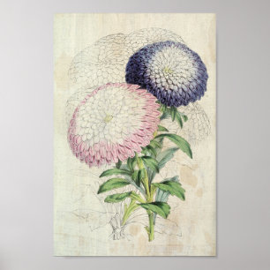 Vintage Dwarf Chrysanthemum-Flowered Asters Poster