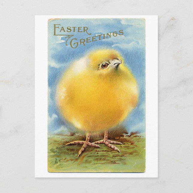 Vintage Easter Greetings Fuzzy Chick Holiday Postcard (Front)