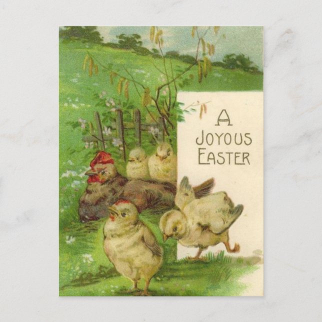 Vintage Easter Holiday chicks postcard (Front)
